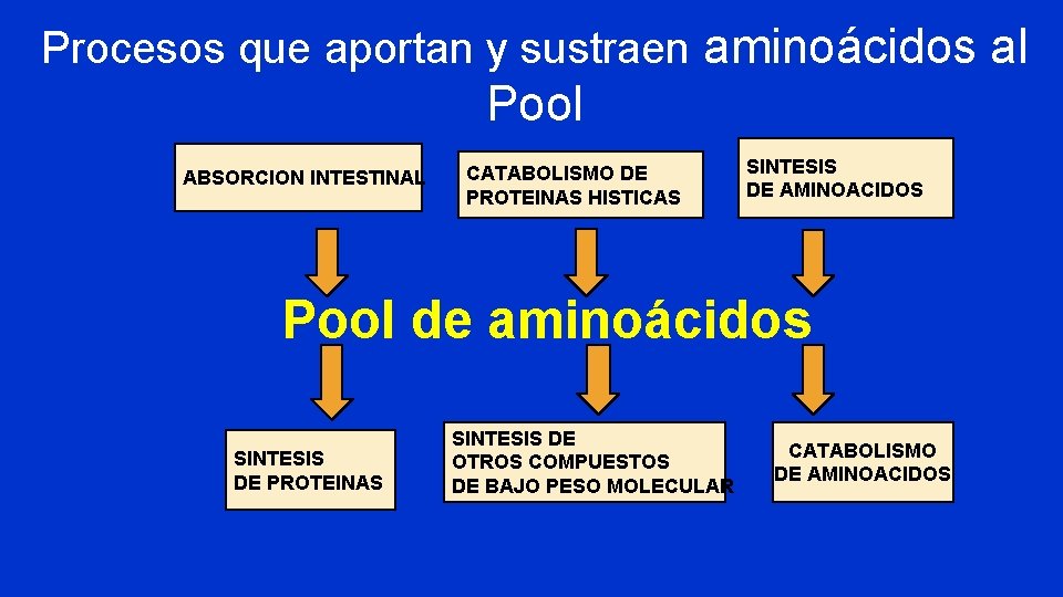 Procesos que aportan y sustraen aminoácidos al Pool ABSORCION INTESTINAL CATABOLISMO DE PROTEINAS HISTICAS