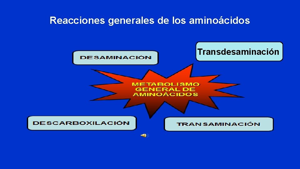Reacciones generales de los aminoácidos Transdesaminación 