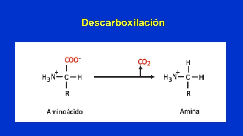 Descarboxilación 