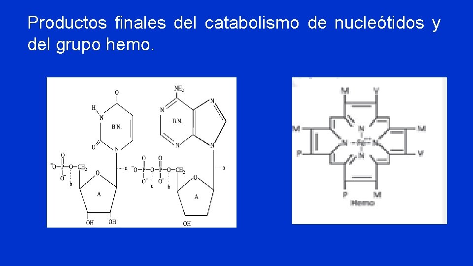 Productos finales del catabolismo de nucleótidos y del grupo hemo. 