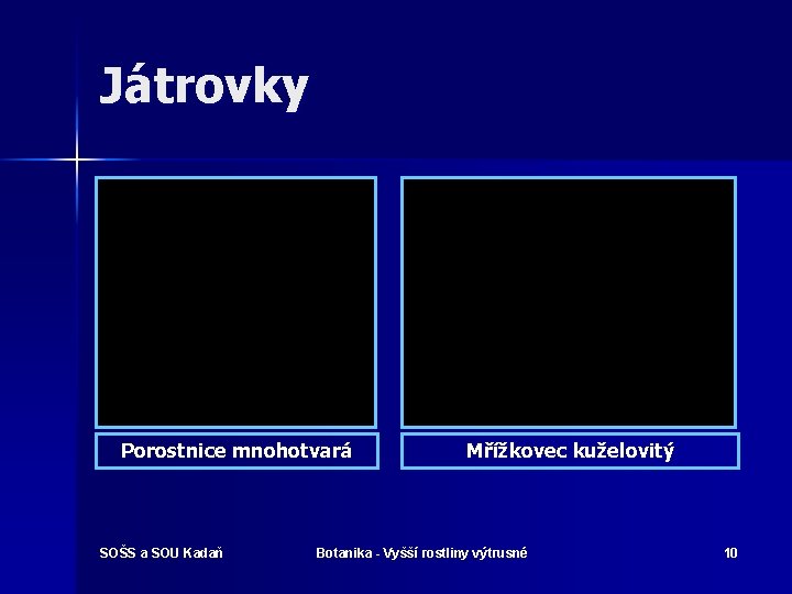 Játrovky Porostnice mnohotvará SOŠS a SOU Kadaň Mřížkovec kuželovitý Botanika - Vyšší rostliny výtrusné