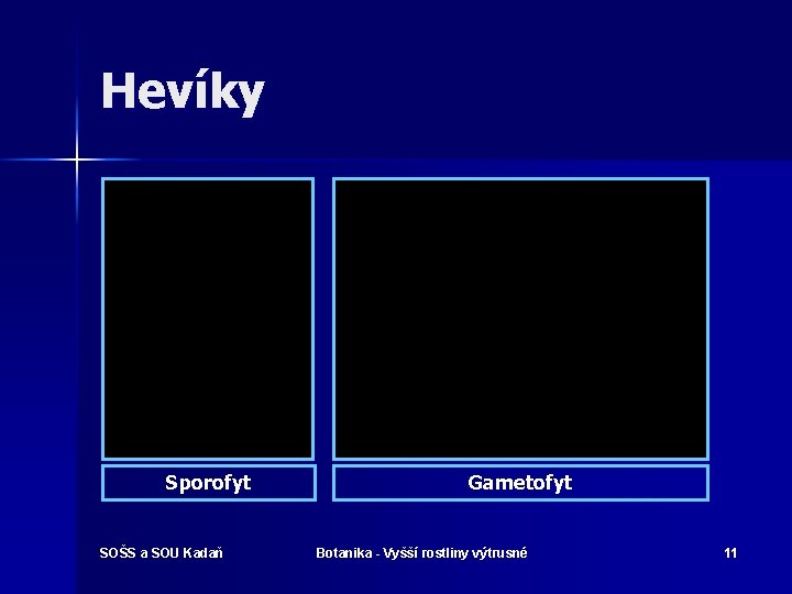 Hevíky Sporofyt SOŠS a SOU Kadaň Gametofyt Botanika - Vyšší rostliny výtrusné 11 