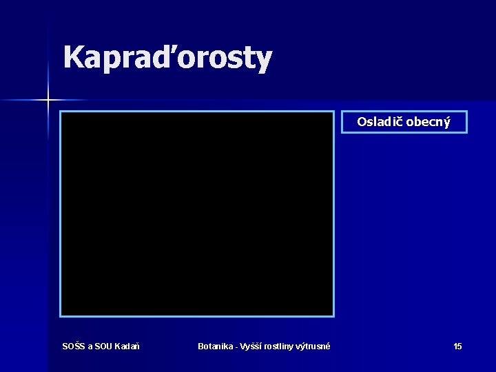 Kapraďorosty Osladič obecný SOŠS a SOU Kadaň Botanika - Vyšší rostliny výtrusné 15 