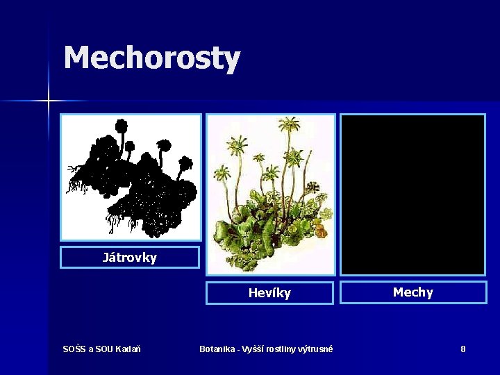 Mechorosty Játrovky Hevíky SOŠS a SOU Kadaň Botanika - Vyšší rostliny výtrusné Mechy 8