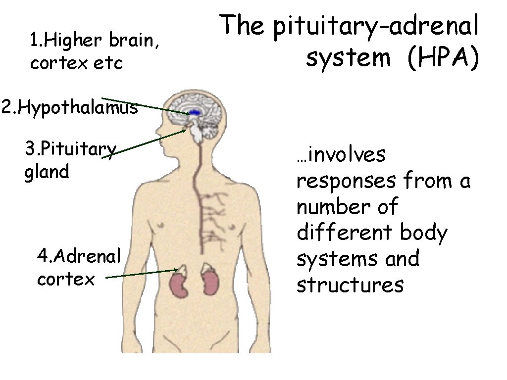1. Higher brain, cortex etc The pituitary-adrenal system (HPA) 2. Hypothalamus 3. Pituitary gland