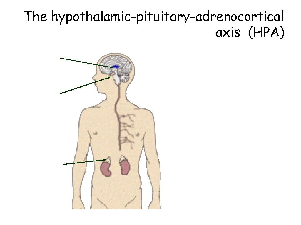 The hypothalamic-pituitary-adrenocortical axis (HPA) 