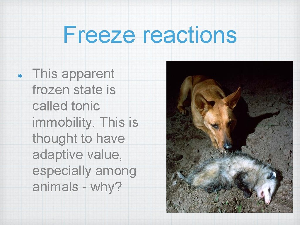 Freeze reactions This apparent frozen state is called tonic immobility. This is thought to