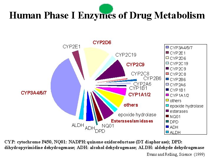 Human Phase I Enzymes of Drug Metabolism CYP 2 E 1 CYP 2 D