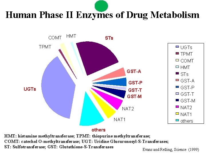 Human Phase II Enzymes of Drug Metabolism COMT HMT STs TPMT UGTs TPMT COMT