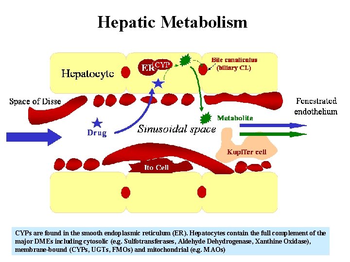 Hepatic Metabolism CYPs are found in the smooth endoplasmic reticulum (ER). Hepatocytes contain the