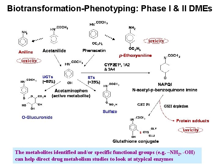 Biotransformation-Phenotyping: Phase I & II DMEs The metabolites identified and/or specific functional groups (e.