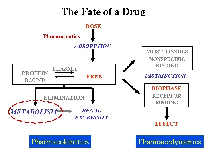 The Fate of a Drug DOSE Pharmaceutics ABSORPTION PROTEIN BOUND MOST TISSUES NONSPECIFIC BINDING