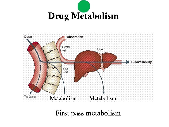 Drug Metabolism First pass metabolism 