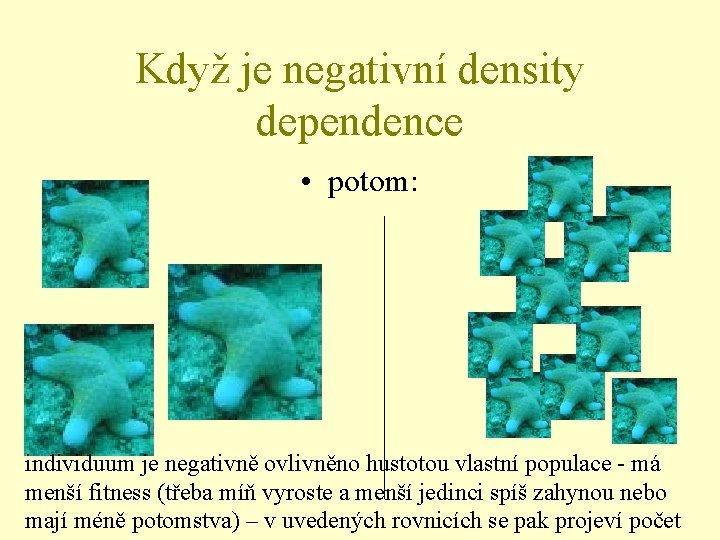 Když je negativní density dependence • potom: individuum je negativně ovlivněno hustotou vlastní populace