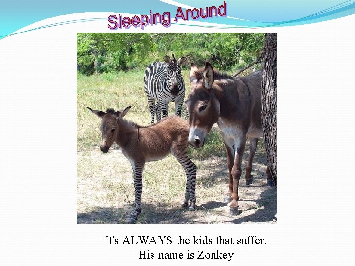  It's ALWAYS the kids that suffer. His name is Zonkey 