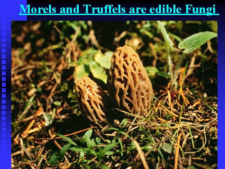Morels and Truffels are edible Fungi 