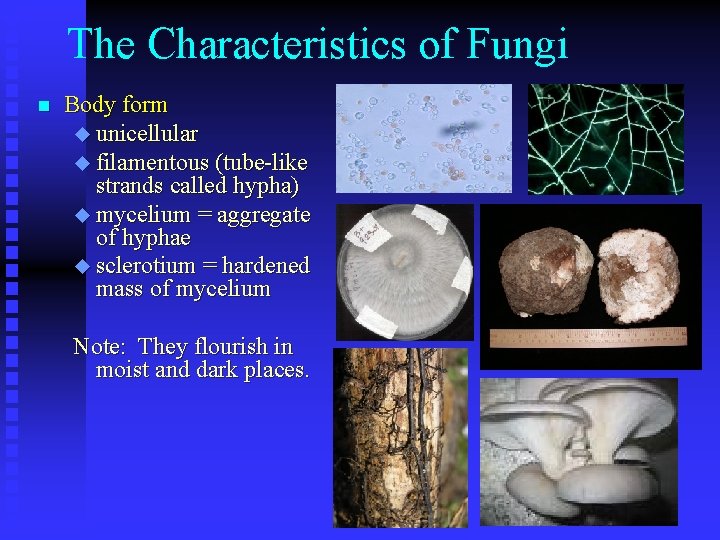 The Characteristics of Fungi n Body form u unicellular u filamentous (tube-like strands called