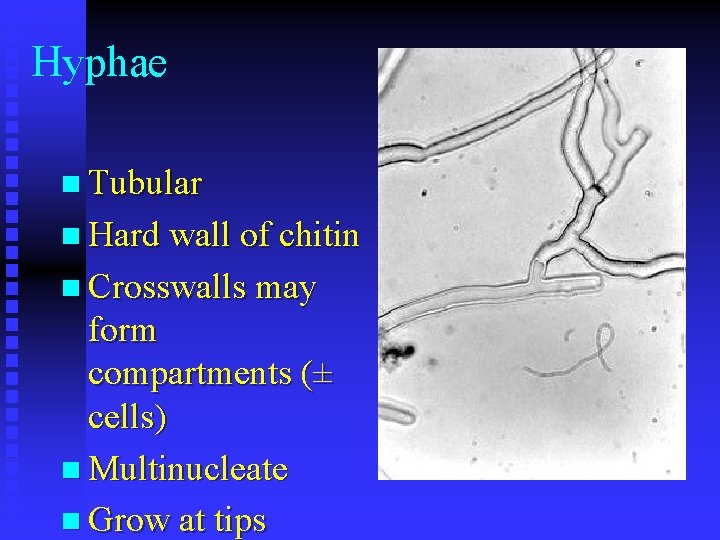 Hyphae n Tubular n Hard wall of chitin n Crosswalls may form compartments (±