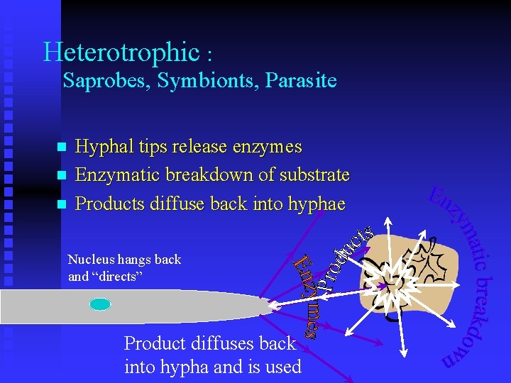 Heterotrophic : Saprobes, Symbionts, Parasite n n n Hyphal tips release enzymes Enzymatic breakdown