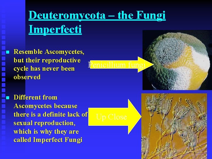 Deuteromycota – the Fungi Imperfecti n Resemble Ascomycetes, but their reproductive Penicillium fungi cycle