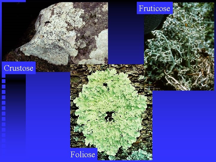 Fruticose Crustose Foliose 
