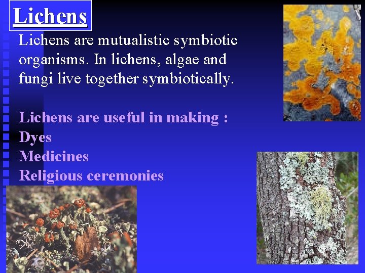 Lichens are mutualistic symbiotic organisms. In lichens, algae and fungi live together symbiotically. Lichens