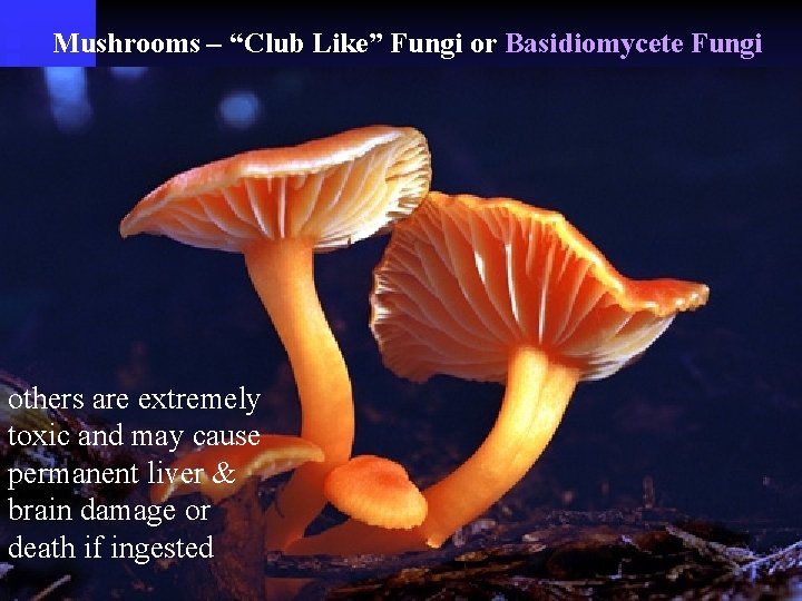 Mushrooms – “Club Like” Fungi or Basidiomycete Fungi others are extremely toxic and may