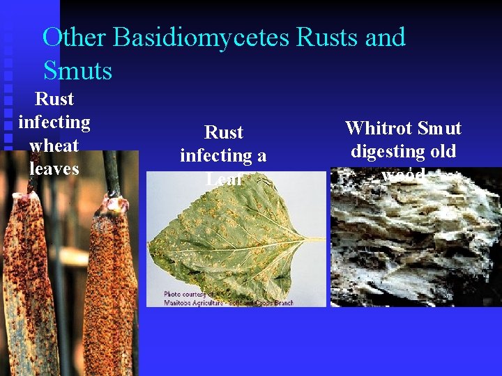 Other Basidiomycetes Rusts and Smuts Rust infecting wheat leaves Rust infecting a Leaf Whitrot