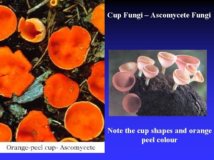 Cup Fungi – Ascomycete Fungi Note the cup shapes and orange peel colour 