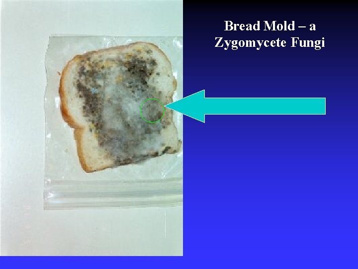 Bread Mold – a Zygomycete Fungi 