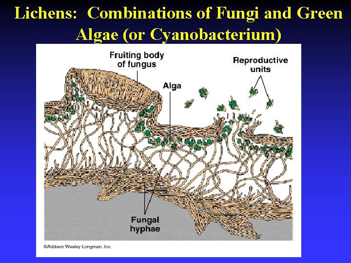 Lichens: Combinations of Fungi and Green Algae (or Cyanobacterium) 