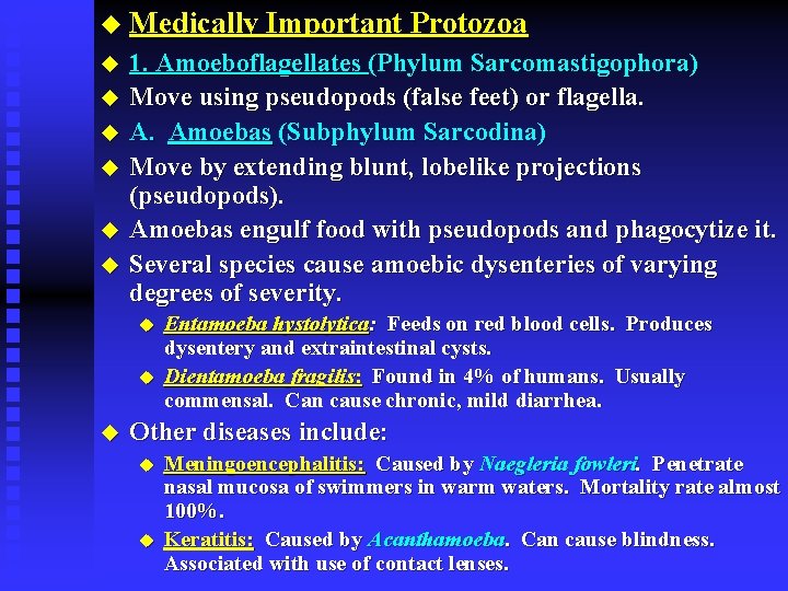 u Medically Important Protozoa u u u 1. Amoeboflagellates (Phylum Sarcomastigophora) Move using pseudopods