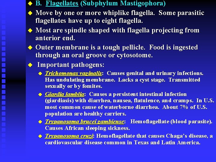 u u u B. Flagellates (Subphylum Mastigophora) Move by one or more whiplike flagella.