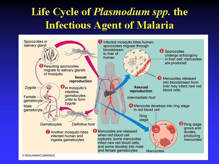 Life Cycle of Plasmodium spp. the Infectious Agent of Malaria 