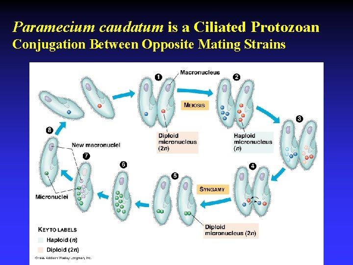 Paramecium caudatum is a Ciliated Protozoan Conjugation Between Opposite Mating Strains 
