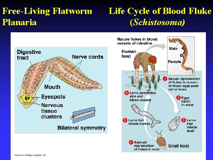 Free-Living Flatworm Planaria Life Cycle of Blood Fluke (Schistosoma) 