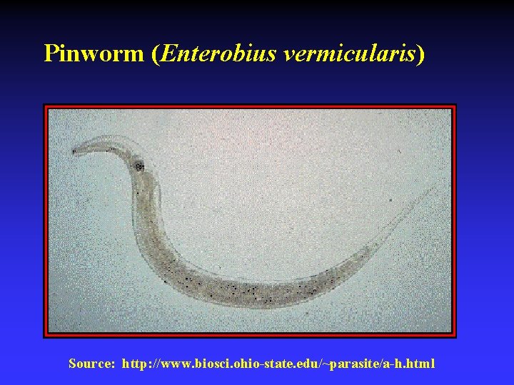 Pinworm (Enterobius vermicularis) Source: http: //www. biosci. ohio-state. edu/~parasite/a-h. html 