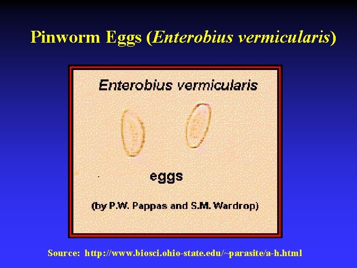 Pinworm Eggs (Enterobius vermicularis) Source: http: //www. biosci. ohio-state. edu/~parasite/a-h. html 
