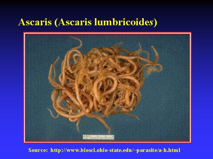 Ascaris (Ascaris lumbricoides) Source: http: //www. biosci. ohio-state. edu/~parasite/a-h. html 