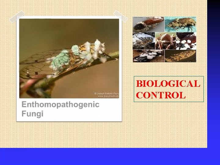 BIOLOGICAL CONTROL 