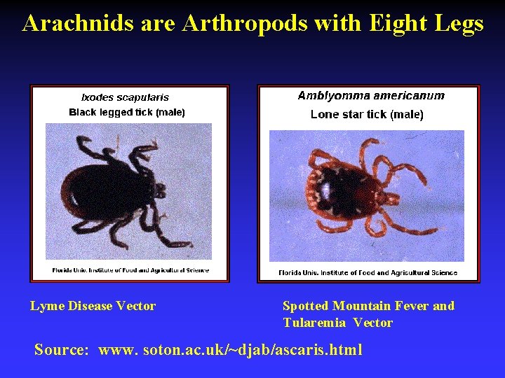 Arachnids are Arthropods with Eight Legs Lyme Disease Vector Spotted Mountain Fever and Tularemia