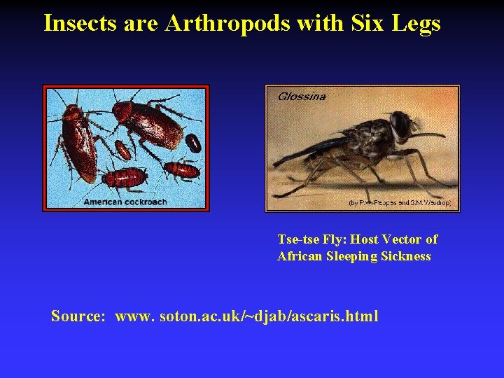 Insects are Arthropods with Six Legs Tse-tse Fly: Host Vector of African Sleeping Sickness