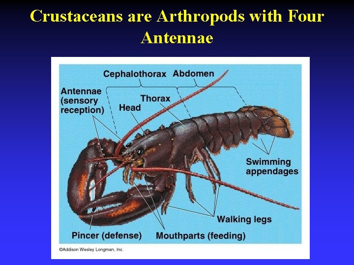 Crustaceans are Arthropods with Four Antennae 