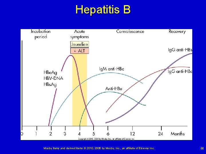 Hepatitis B Mosby items and derived items © 2010, 2006 by Mosby, Inc. ,