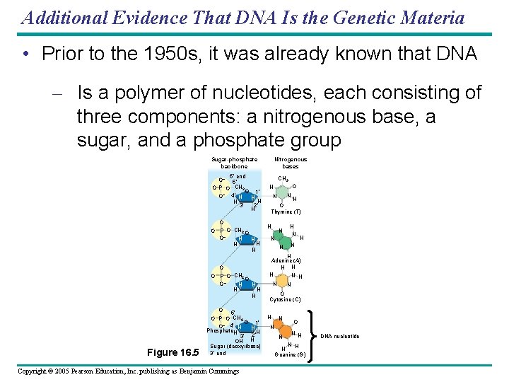 Additional Evidence That DNA Is the Genetic Materia • Prior to the 1950 s,