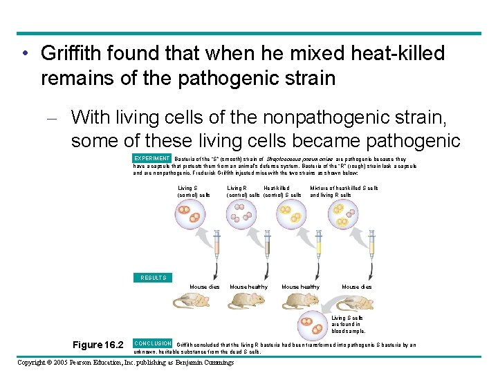  • Griffith found that when he mixed heat-killed remains of the pathogenic strain