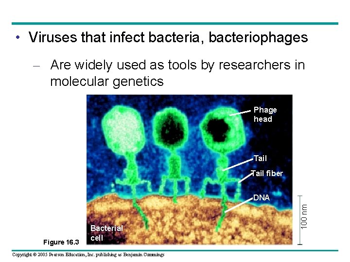  • Viruses that infect bacteria, bacteriophages – Are widely used as tools by