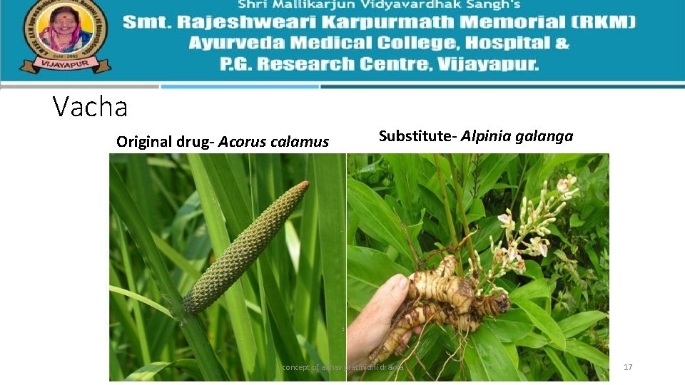 Vacha Original drug- Acorus calamus Substitute- Alpinia galanga concept of abhav pratinidhi dravya 17