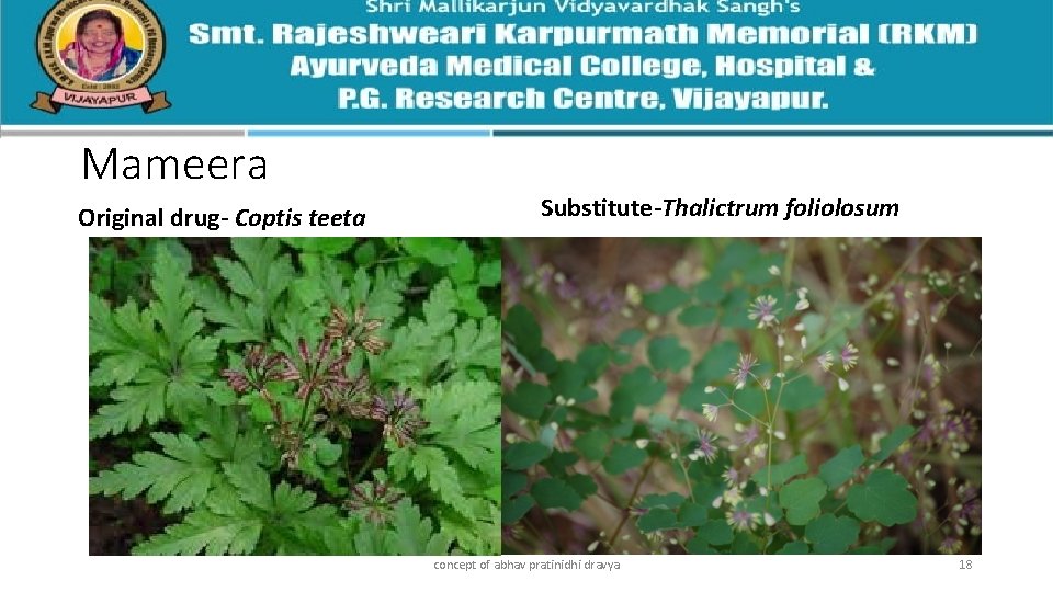 Mameera Original drug- Coptis teeta Substitute-Thalictrum foliolosum concept of abhav pratinidhi dravya 18 