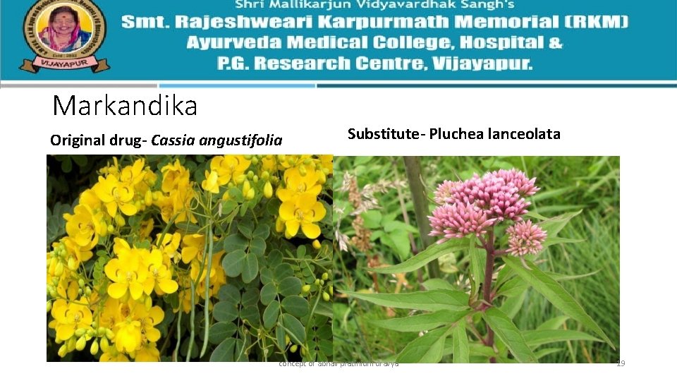 Markandika Original drug- Cassia angustifolia Substitute- Pluchea lanceolata concept of abhav pratinidhi dravya 19